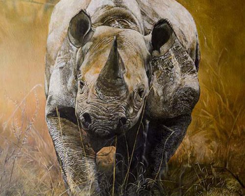 Black Rhinoceros Portrait of adult bull