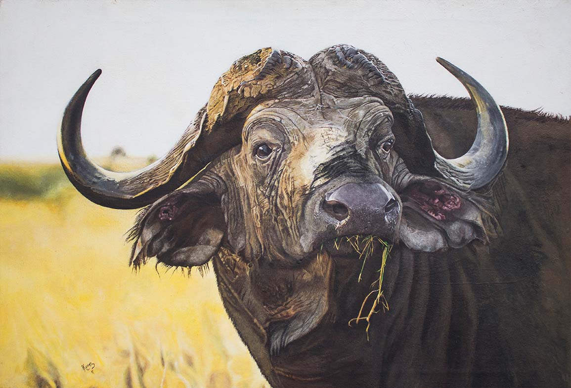 Cute close up of a wide Cape Buffalo